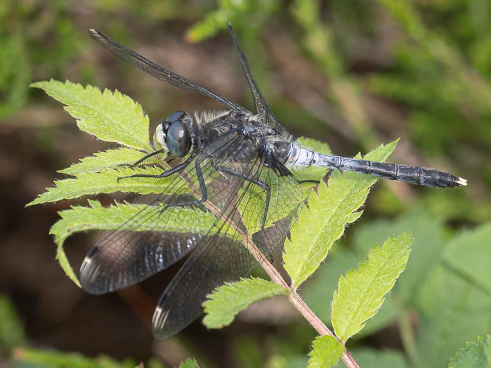 Leucorrhinia albifrons (Dark Whiteface) male-7.jpg